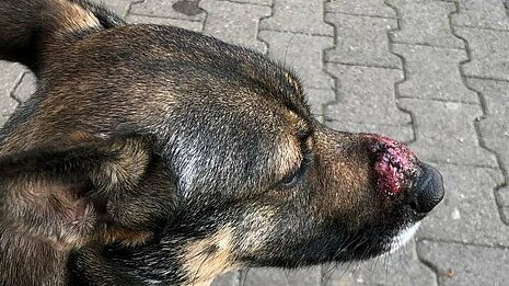 aktion tier – für Tiere e.V.: Information für Hundehalter – Vorsicht Eichenprozessionsspinnern!