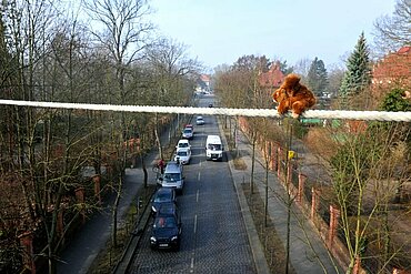 Plüschhörnchen auf dem über den Müggeldamm in Berlin gespannten Seil.