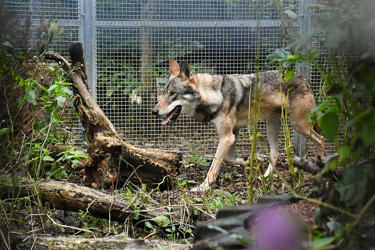 Menschen für Tiere e.V.: Neue Heimat für den Rätselwolf gefunden - aktion  tier