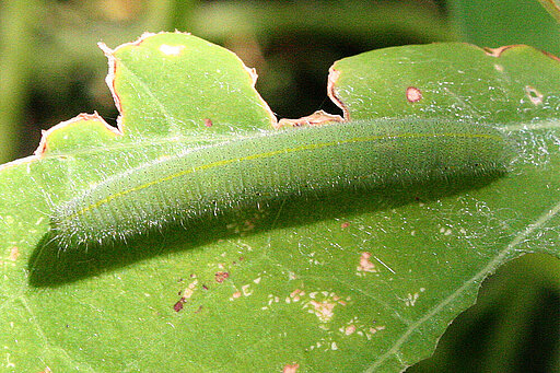 Die Mehrzahl der Schmetterlinge überwintert als Raupe