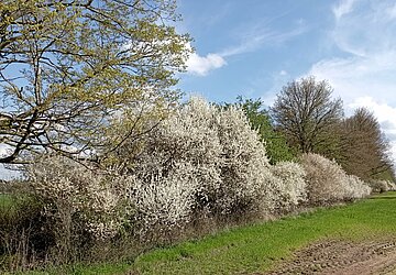 Hecke in der freien Landschaft (Feldhecke).