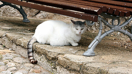 Trächtige Straßenkatze. © aktion tier e.V./Bauer