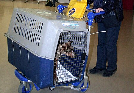 Hund am Flughafen in einer Transportbox.