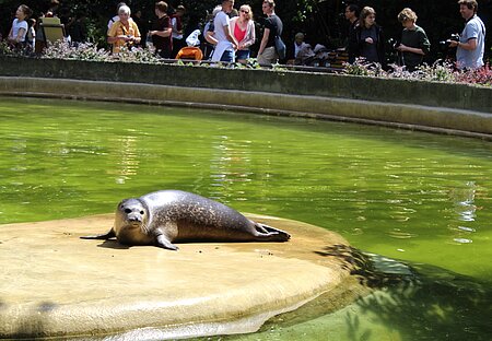 Seehund im Zoo