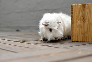 Es sollte grundsätzlich auf die Zucht von Meerschweinchen verzichtet werden. 