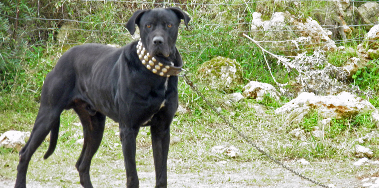 Kettenhunde aktion tier menschen für tiere e.V.